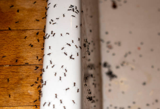 Best Pest Control Near Me in Burns, TN